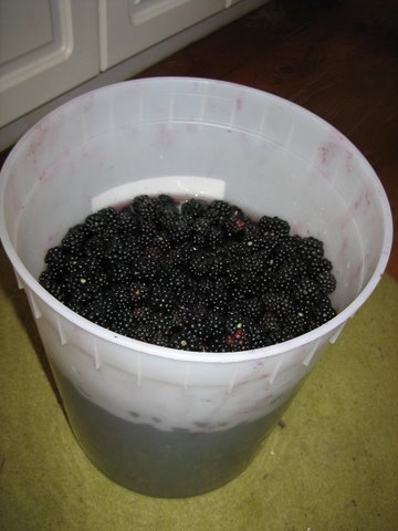 Blackberry Haul