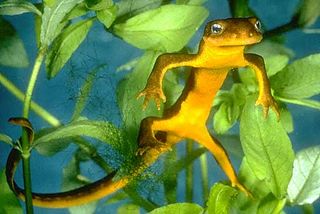 Rough skinned newt