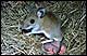 Deer Mouse