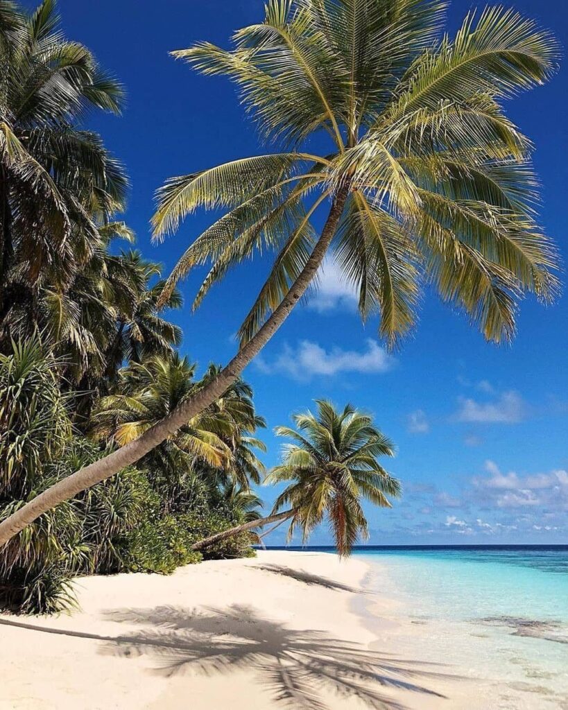 Tropical beach with white sand, turquoise ocean water, and leaning palm trees.