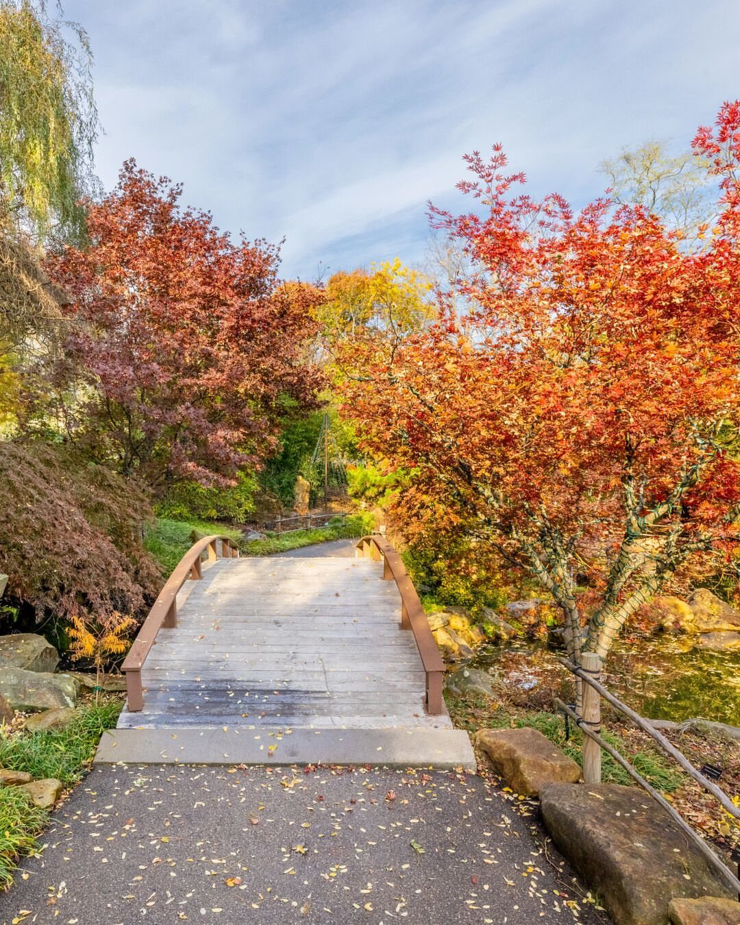Wooden bridge crossing a stream surrounded by vibrant red and orange autumn trees.